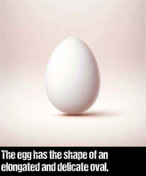 elongated: The egg has the shape of an elongated and delicate oval.
