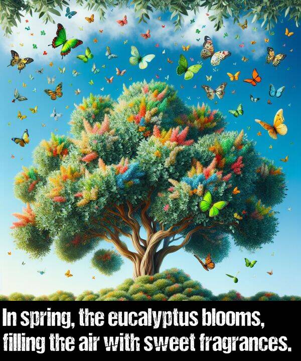 blooms: In spring, the eucalyptus blooms, filling the air with sweet fragrances.