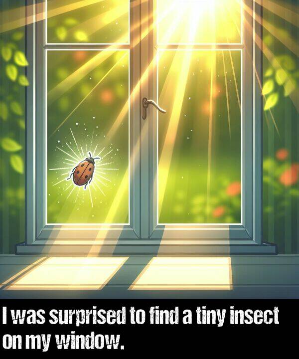 find: I was surprised to find a tiny insect on my window.