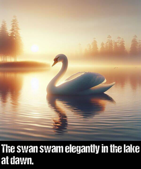 elegantly: The swan swam elegantly in the lake at dawn.