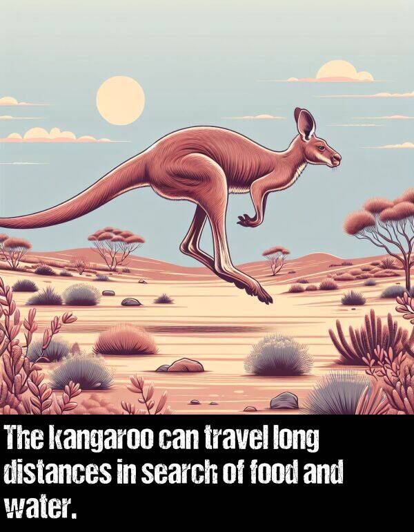 food: The kangaroo can travel long distances in search of food and water.