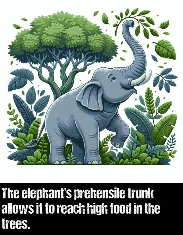 reach: The elephant's prehensile trunk allows it to reach high food in the trees.
