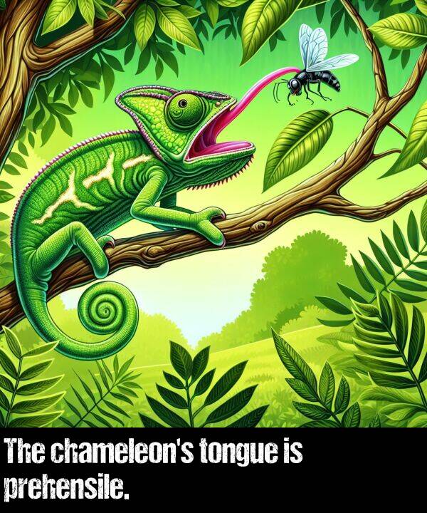prehensile: The chameleon's tongue is prehensile.