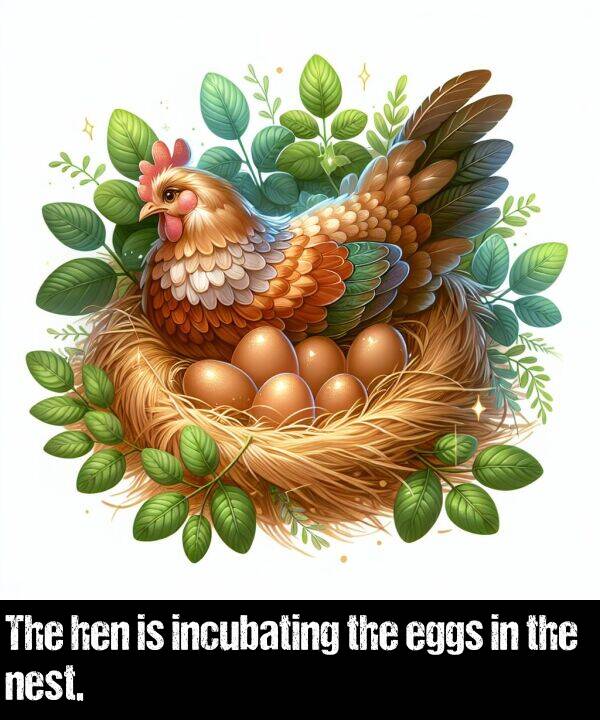 eggs: The hen is incubating the eggs in the nest.