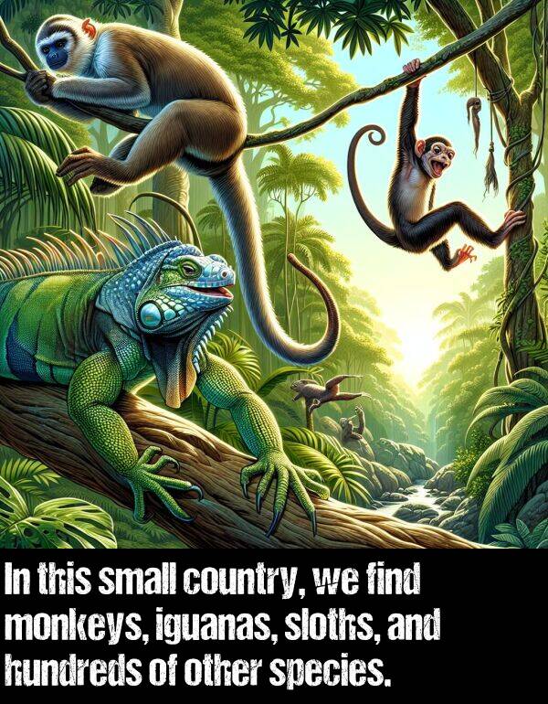 country: In this small country, we find monkeys, iguanas, sloths, and hundreds of other species.