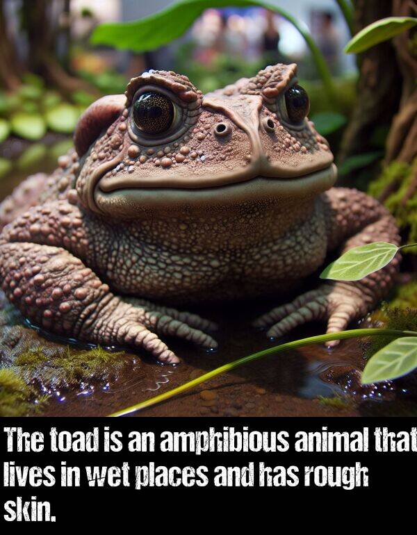 skin: The toad is an amphibious animal that lives in wet places and has rough skin.