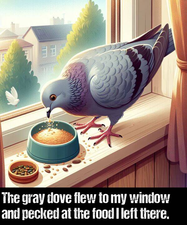 left: The gray dove flew to my window and pecked at the food I left there.