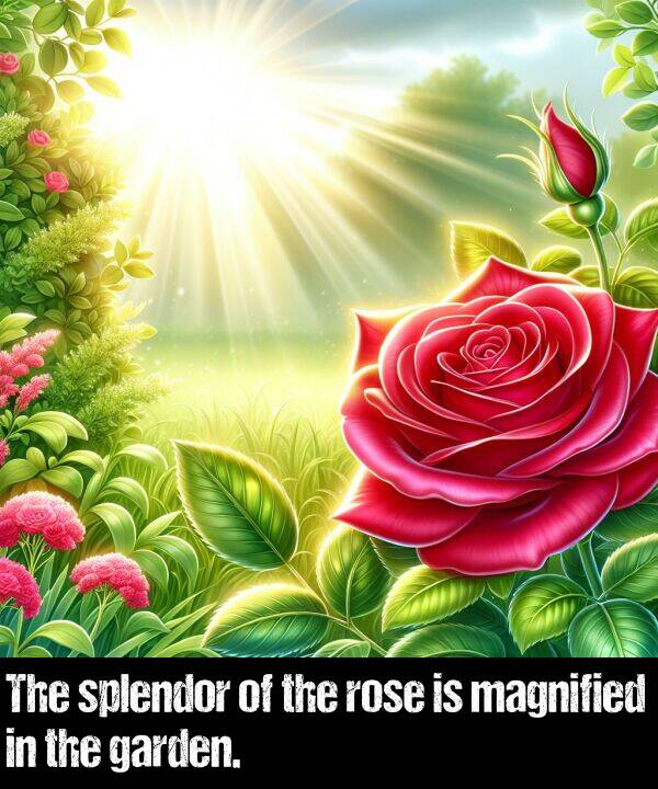 magnified: The splendor of the rose is magnified in the garden.