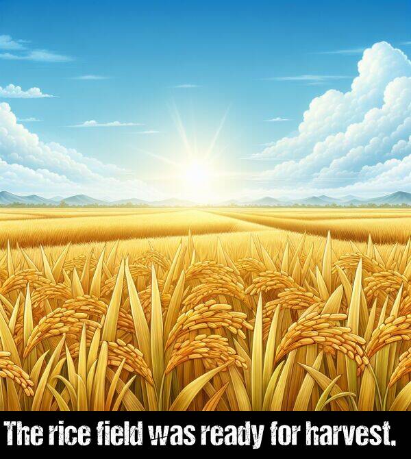 ready: The rice field was ready for harvest.