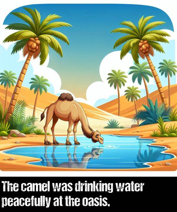water: The camel was drinking water peacefully at the oasis.