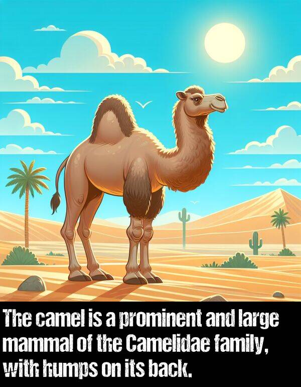 back: The camel is a prominent and large mammal of the Camelidae family, with humps on its back.