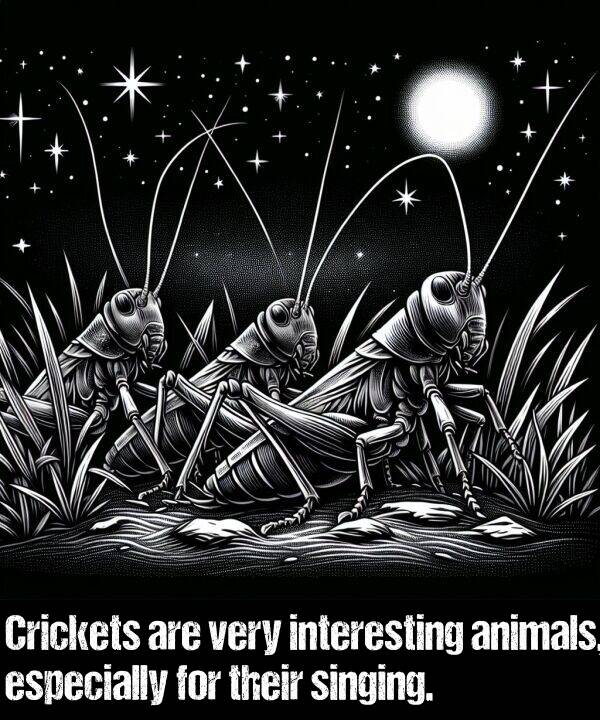 animals: Crickets are very interesting animals, especially for their singing.