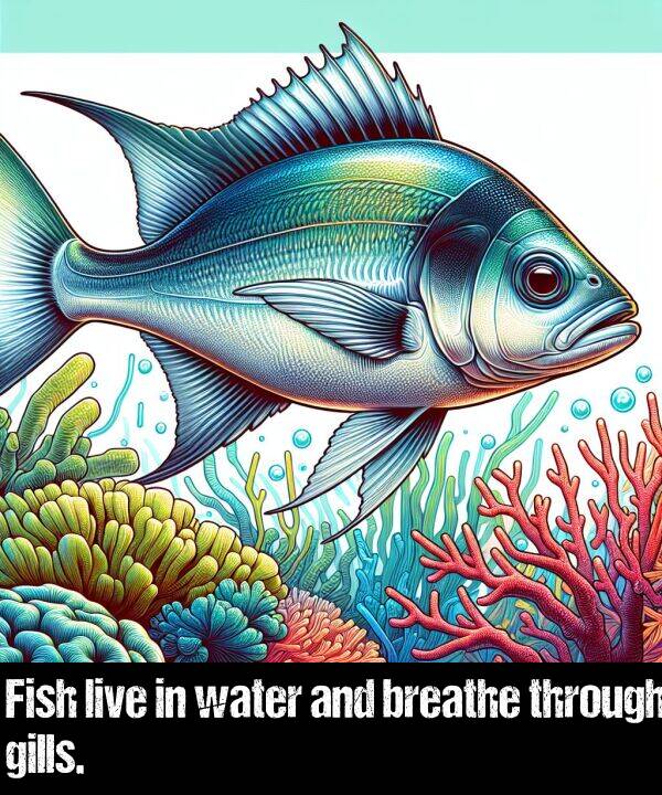 live: Fish live in water and breathe through gills.