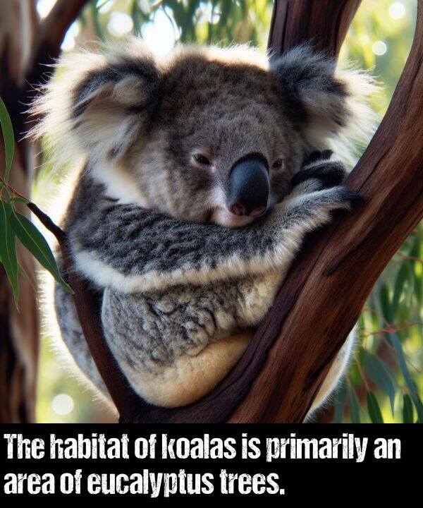 area: The habitat of koalas is primarily an area of eucalyptus trees.