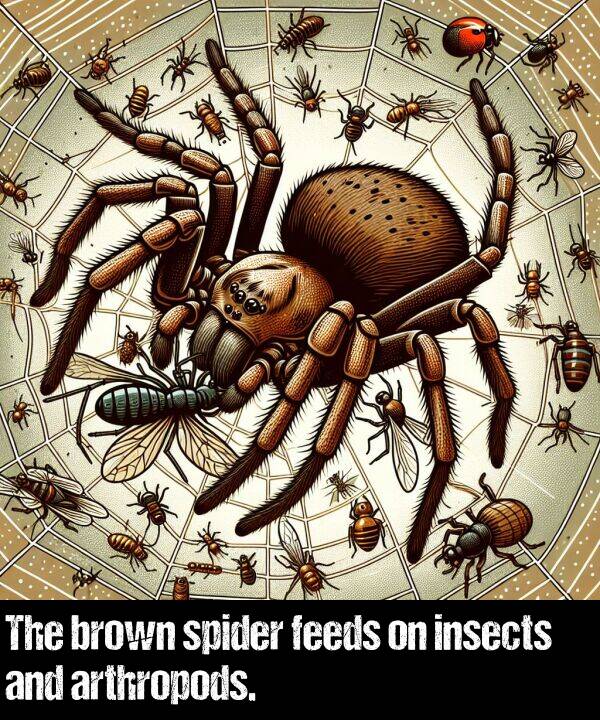 brown: The brown spider feeds on insects and arthropods.