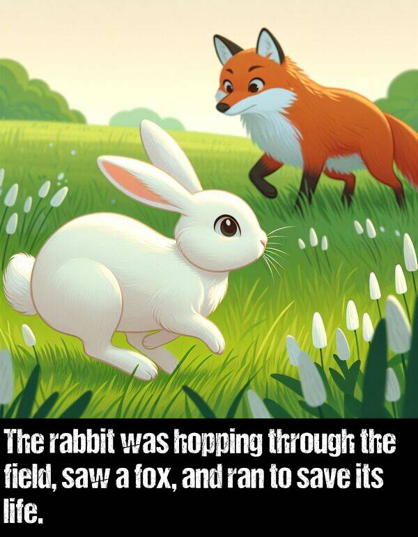 fox: The rabbit was hopping through the field, saw a fox, and ran to save its life.