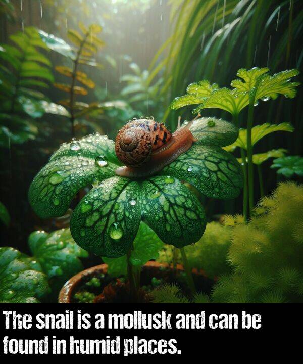 can: The snail is a mollusk and can be found in humid places.