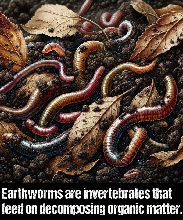 feed: Earthworms are invertebrates that feed on decomposing organic matter.