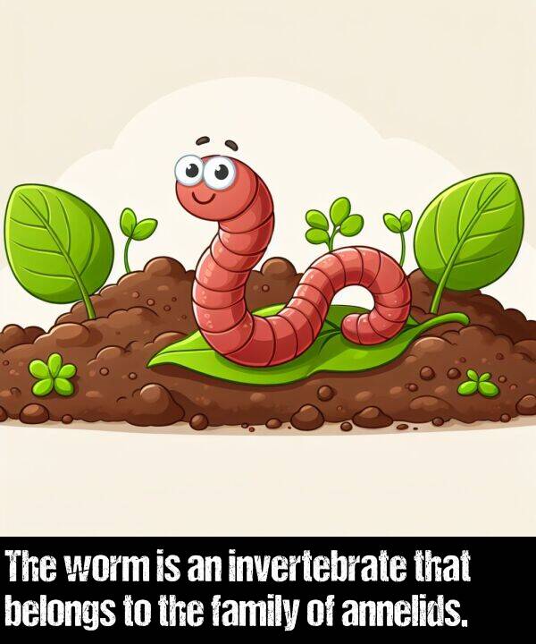 belongs: The worm is an invertebrate that belongs to the family of annelids.