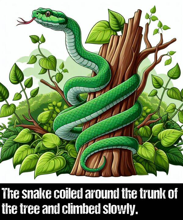 climbed: The snake coiled around the trunk of the tree and climbed slowly.
