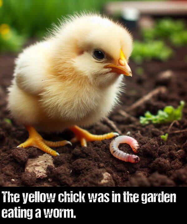 yellow: The yellow chick was in the garden eating a worm.
