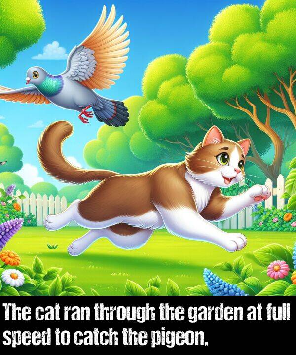 ran: The cat ran through the garden at full speed to catch the pigeon.