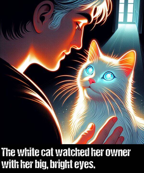 big: The white cat watched her owner with her big, bright eyes.