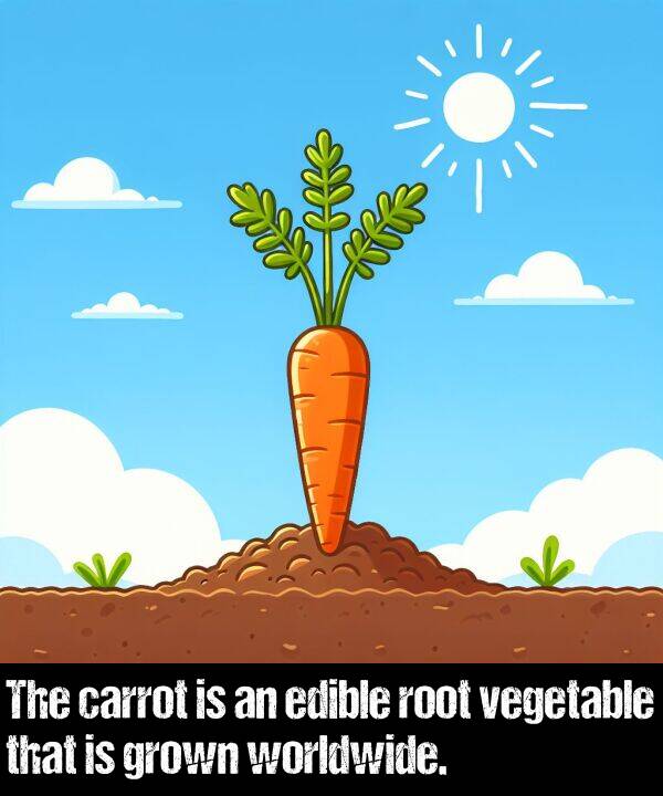 edible: The carrot is an edible root vegetable that is grown worldwide.