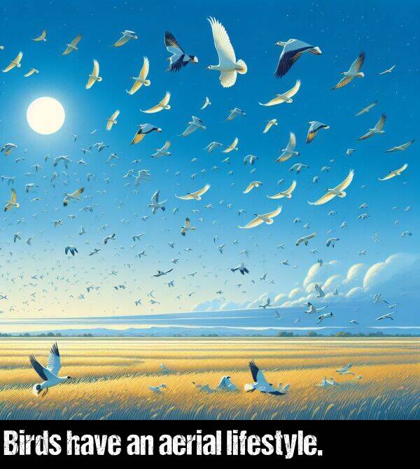 lifestyle: Birds have an aerial lifestyle.