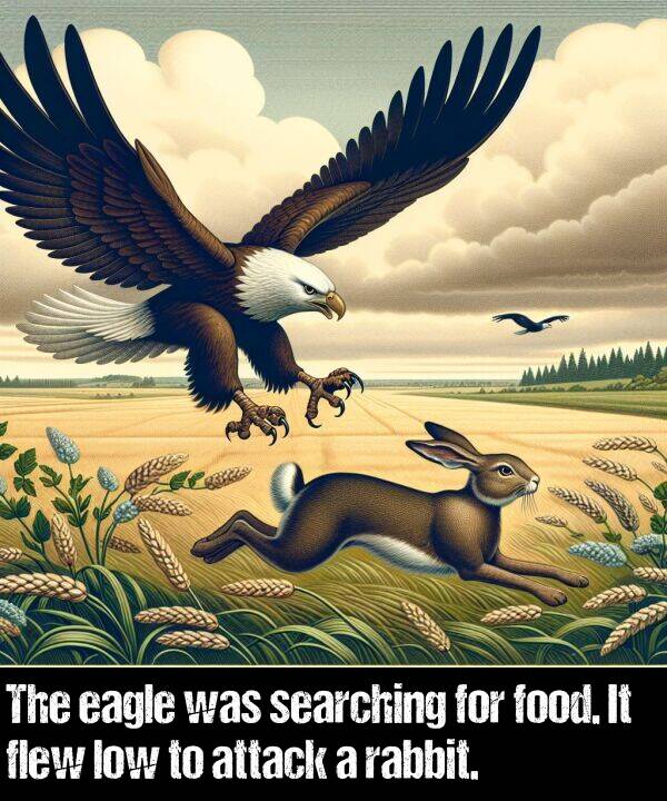 searching: The eagle was searching for food. It flew low to attack a rabbit.