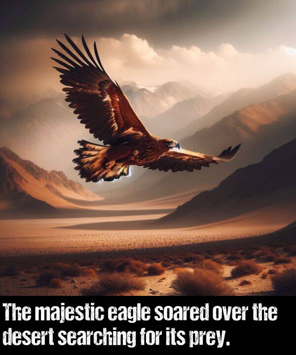 searching: The majestic eagle soared over the desert searching for its prey.
