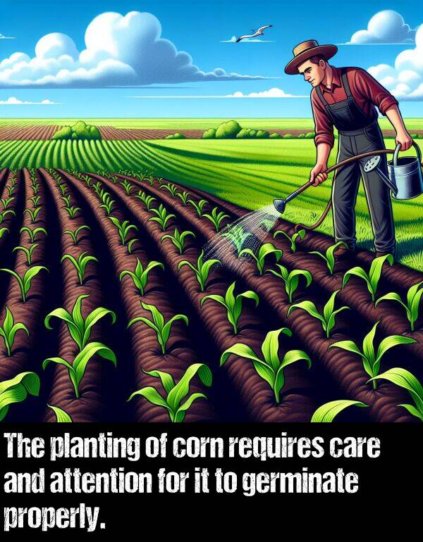 care: The planting of corn requires care and attention for it to germinate properly.