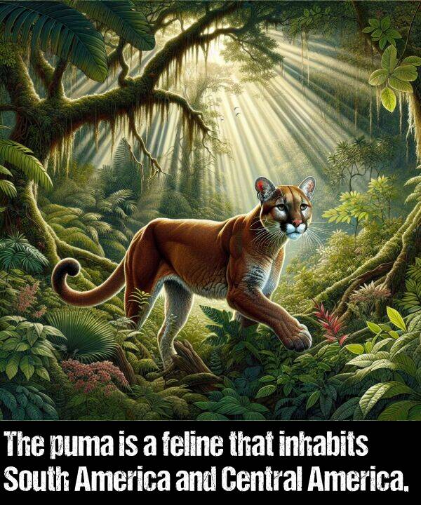 feline: The puma is a feline that inhabits South America and Central America.