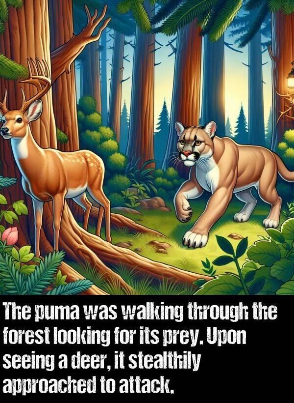 looking: The puma was walking through the forest looking for its prey. Upon seeing a deer, it stealthily approached to attack.