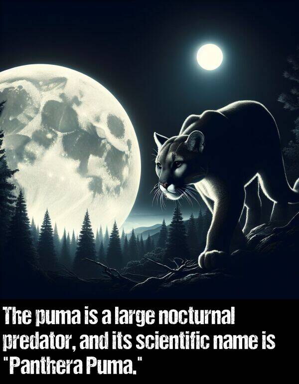 large: The puma is a large nocturnal predator, and its scientific name is "Panthera Puma."