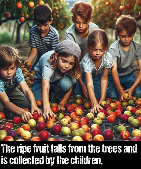 falls: The ripe fruit falls from the trees and is collected by the children.