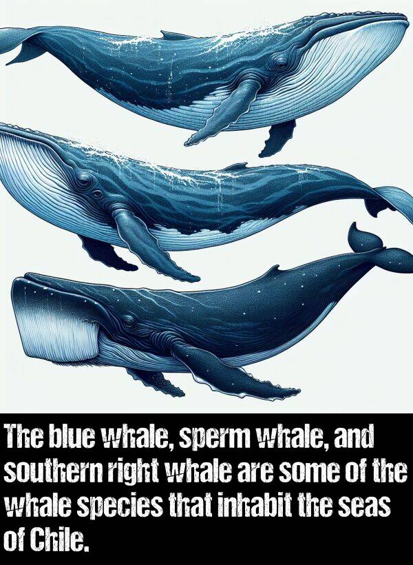 blue: The blue whale, sperm whale, and southern right whale are some of the whale species that inhabit the seas of Chile.
