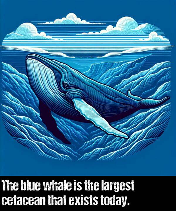 largest: The blue whale is the largest cetacean that exists today.