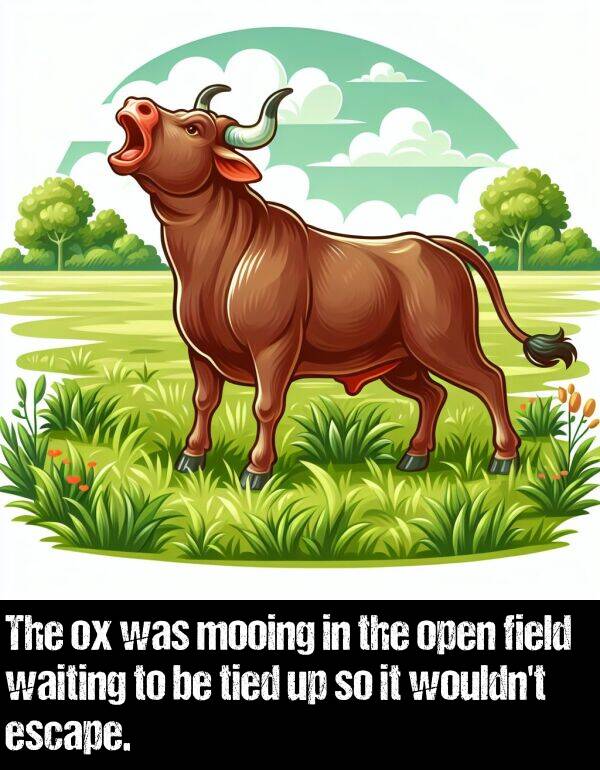 waiting: The ox was mooing in the open field waiting to be tied up so it wouldn't escape.