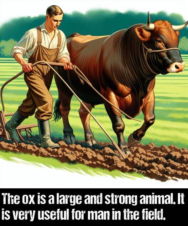 large: The ox is a large and strong animal. It is very useful for man in the field.