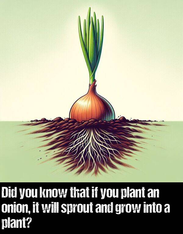 know: Did you know that if you plant an onion, it will sprout and grow into a plant?