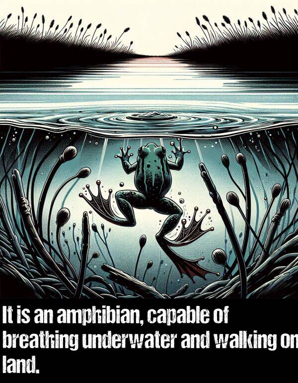 land: It is an amphibian, capable of breathing underwater and walking on land.
