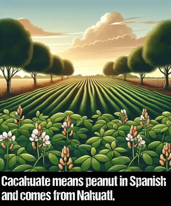 means: Cacahuate means peanut in Spanish and comes from Nahuatl.