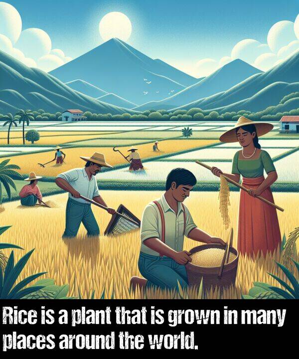 many: Rice is a plant that is grown in many places around the world.