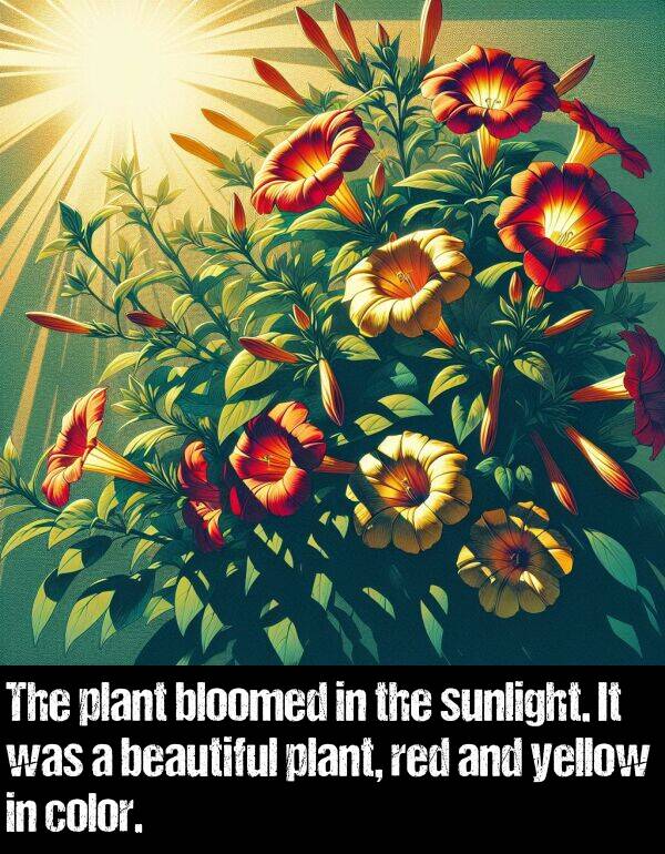 yellow: The plant bloomed in the sunlight. It was a beautiful plant, red and yellow in color.