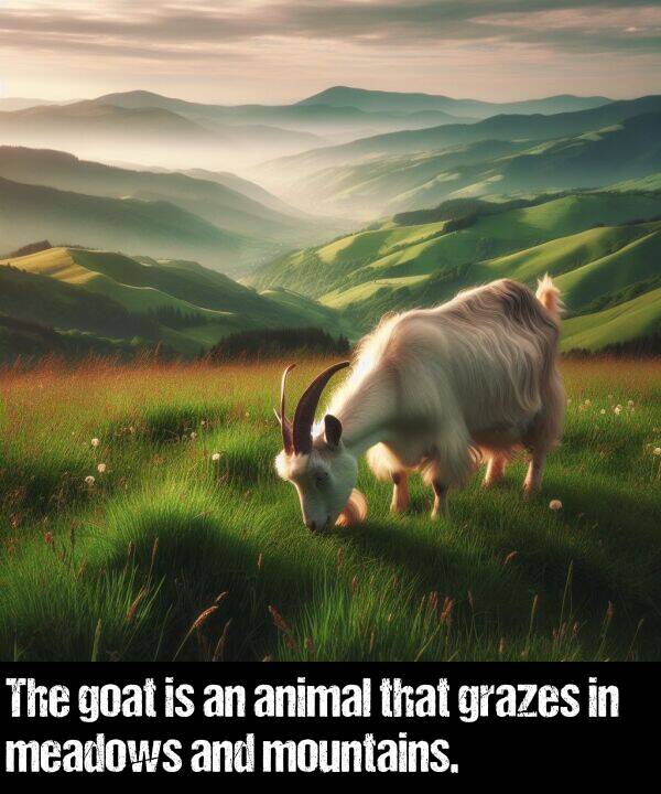 animal: The goat is an animal that grazes in meadows and mountains.