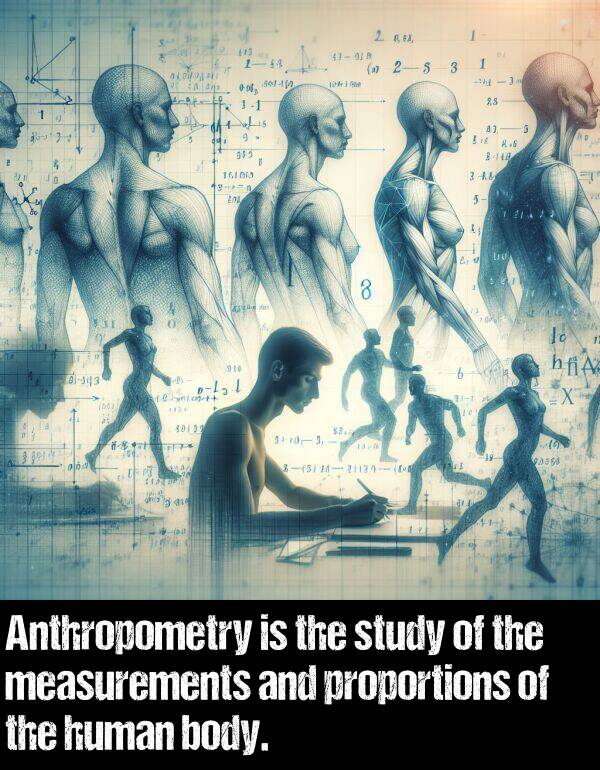 body: Anthropometry is the study of the measurements and proportions of the human body.