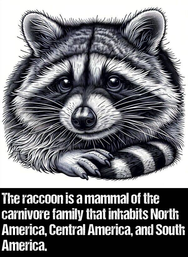 family: The raccoon is a mammal of the carnivore family that inhabits North America, Central America, and South America.
