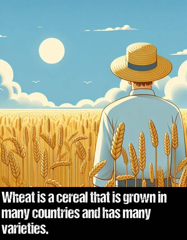 countries: Wheat is a cereal that is grown in many countries and has many varieties.