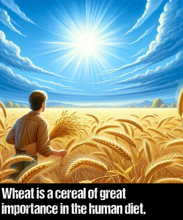 importance: Wheat is a cereal of great importance in the human diet.